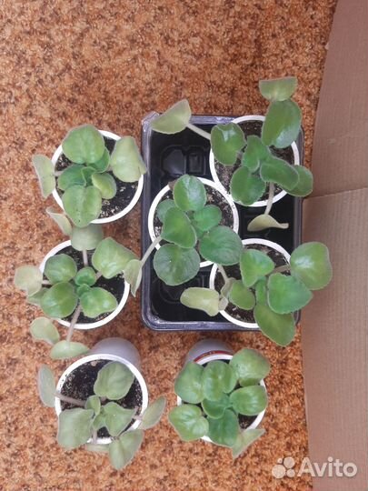 Цветы фиалки