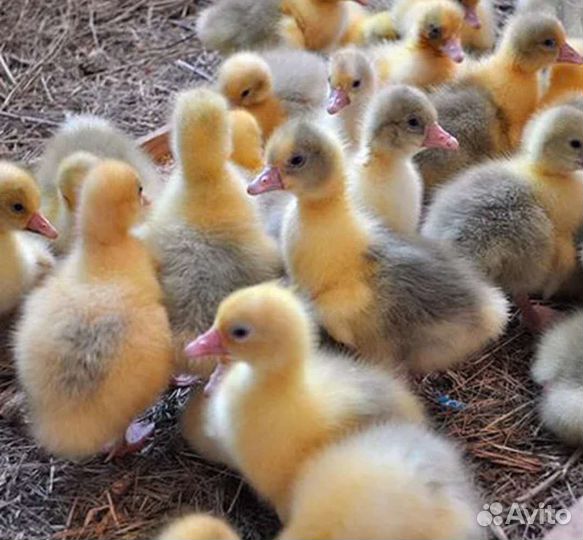 Утки,Мулард, Куры