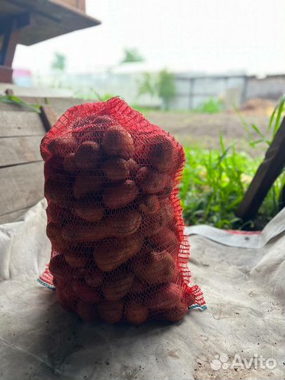 Продам картофель