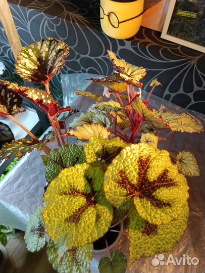 Бегония декоративно лиственная