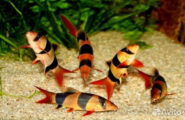 Боция. Клоун. Шахматная. Аквариумные рыбки. Фильтр