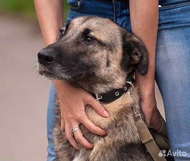 Отдам собаку Брайн в добрые руки