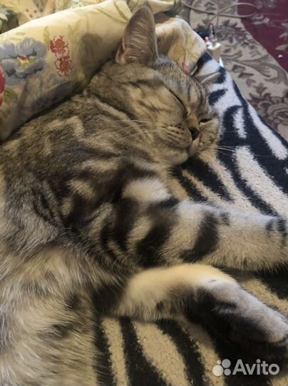 Вязка шотландка скоттиш-страйт мраморного окраса