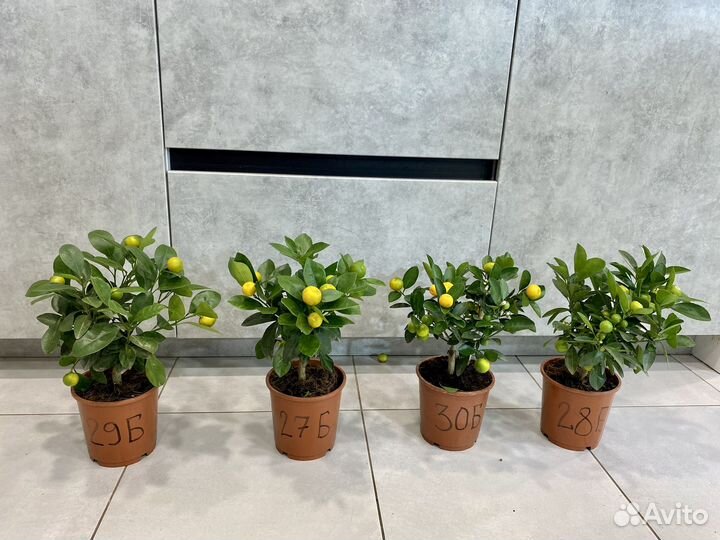 Мандариное дерево