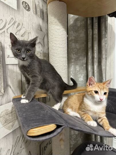 Котята в добрые руки бесплатно