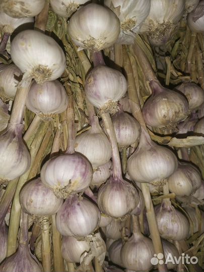 Чеснок семена