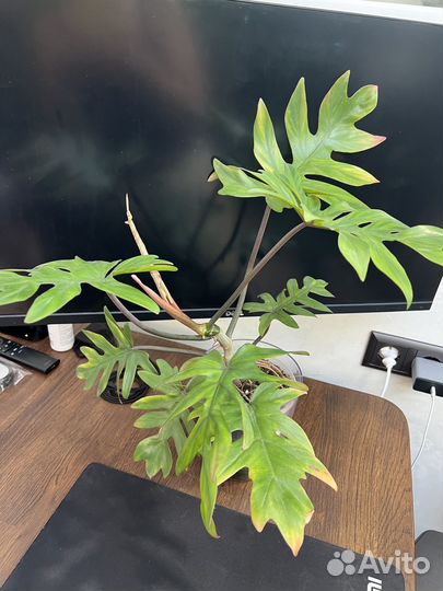 Филодендроны