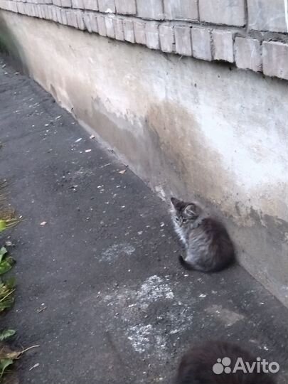 Очаровательные самые лучшие котята