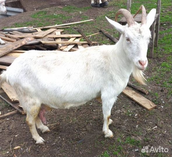 Зааненские козы дойные