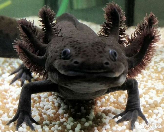 Аксолотли в магазине ассортимент