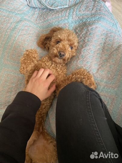 Передержка собак от 300 и кошек 250