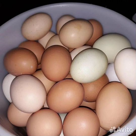 Домашние куриные яйца
