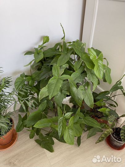 Комнатные растения