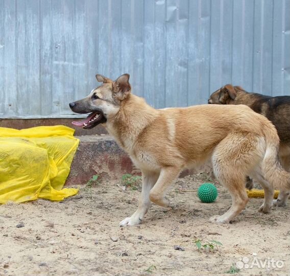 Отдаю щенка Купера в дар