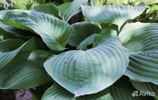 Императрица хоста