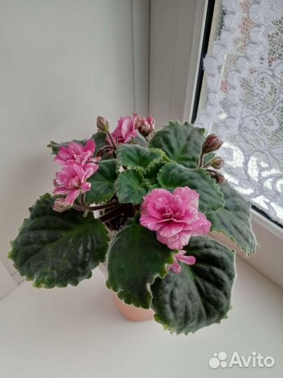 Фиалка стартеры