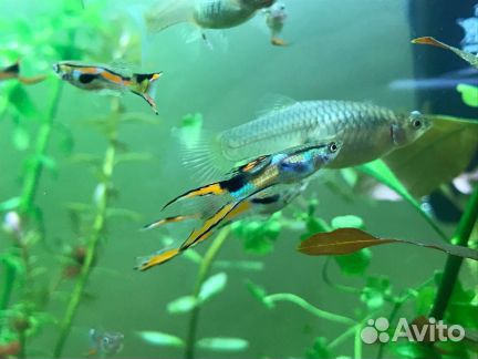 Аквариумные рыбки гуппи