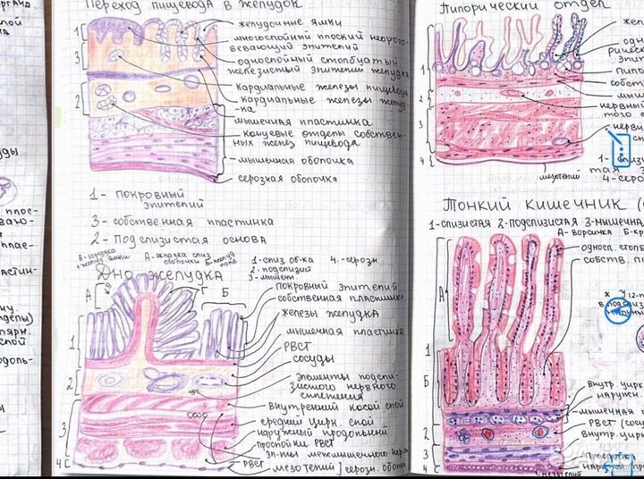 Рисую альбом по гистологии