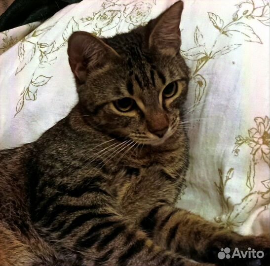 Котик 7 месяцев кастрирован