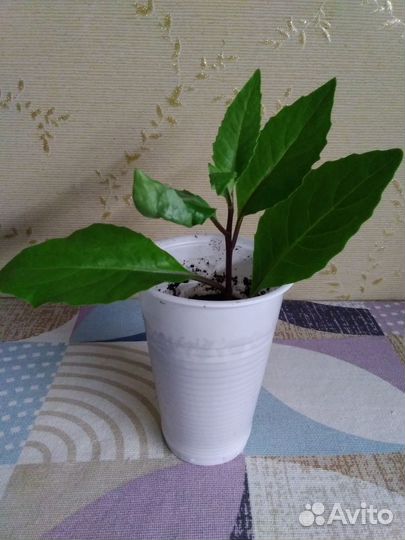 Джинура- растение для диабетиков и для всех