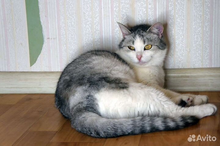 Кошка Снежа в добрые руки
