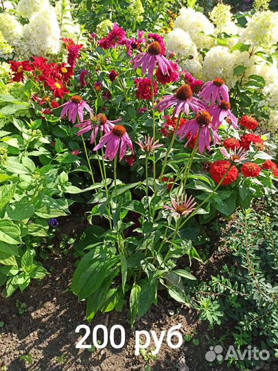 Эхинацея, Нивянник, Физостегия, Астильбы