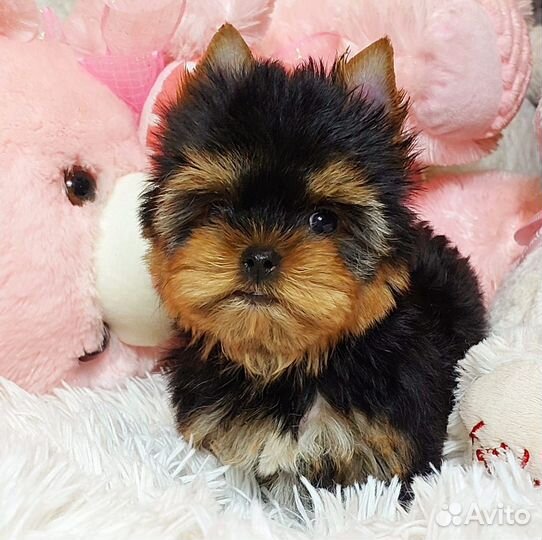 Йоркширский терьер Мини Принцесса