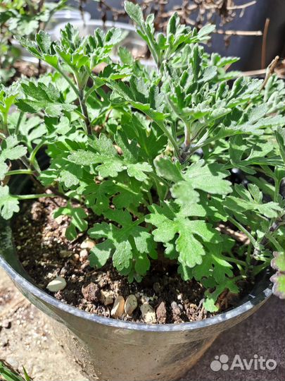 Хризантемы мультифлора