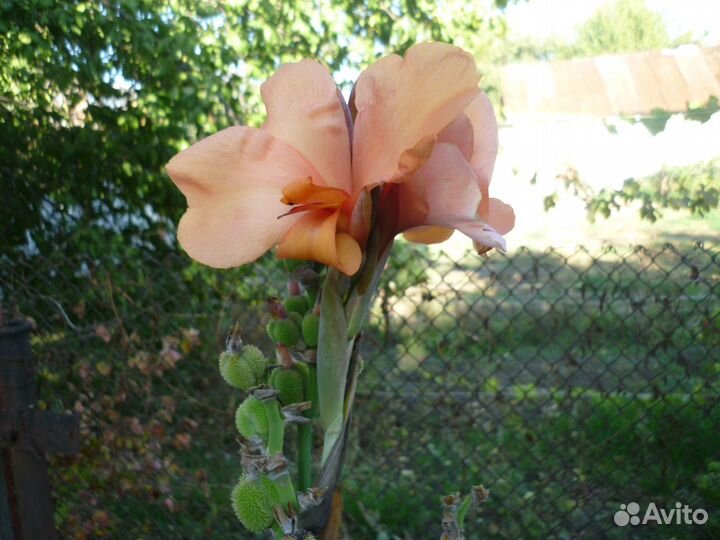 Каллы Канны Сирень саженцы разного цвета