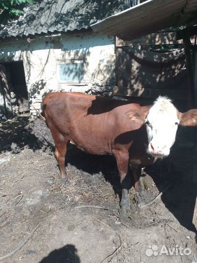 Телка нетели