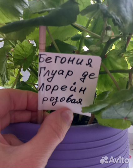 Бегония