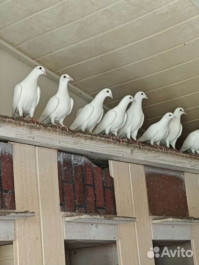 Продажа голубей
