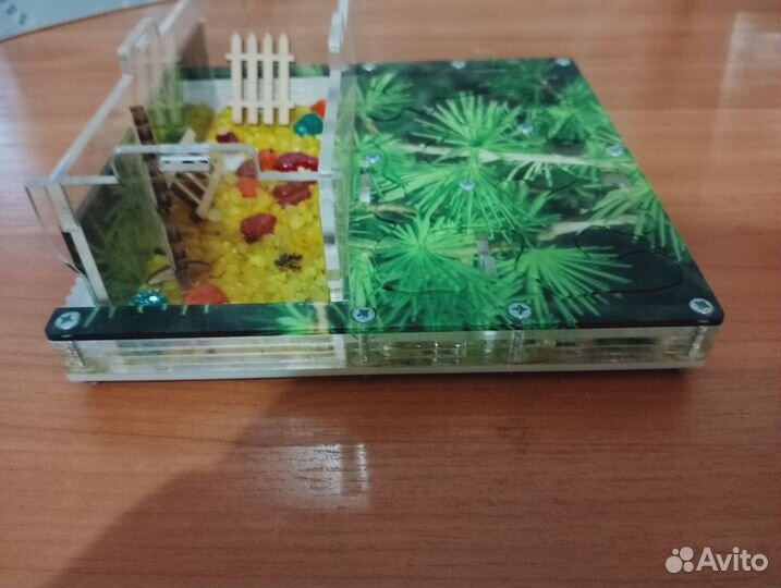 Муравьиная ферма