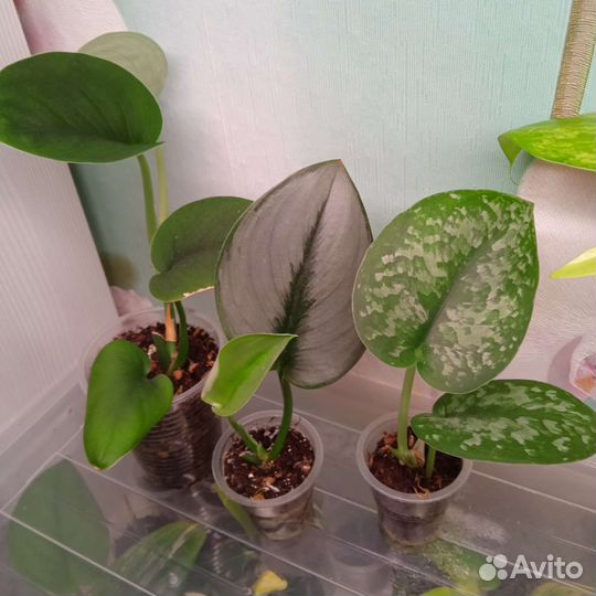 Сциндапсусы