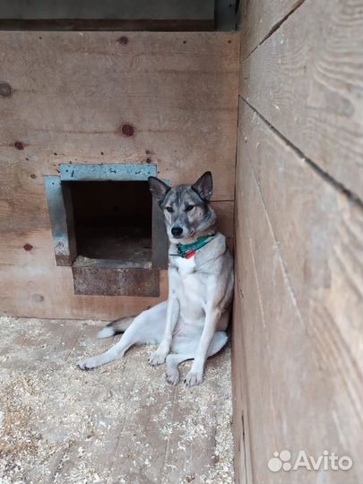 Западно сибирская лайка страдает в приюте