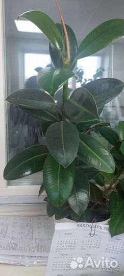 Продам цветы комнатные