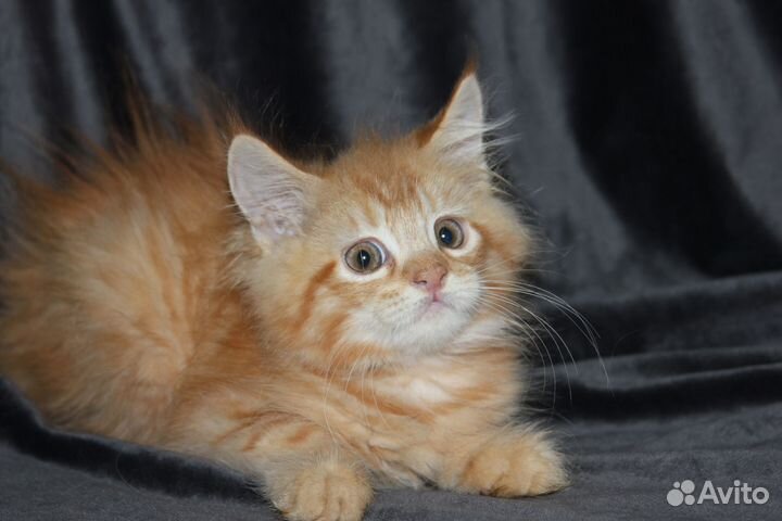 Рыжая пушистая