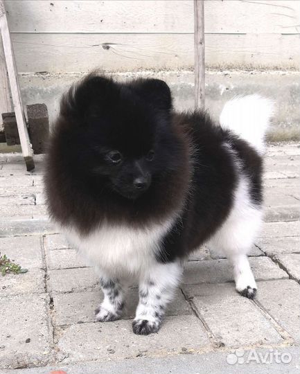 Померанский шпиц