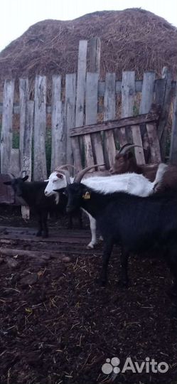 Коза дойная