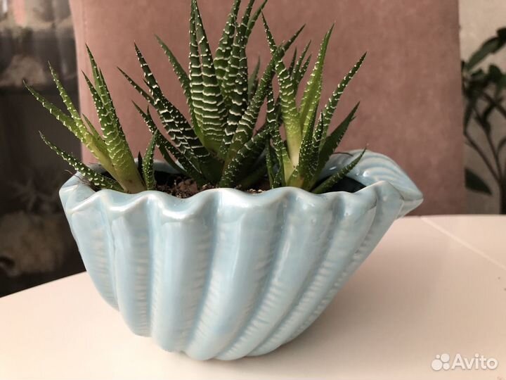 Хавортия в кашпо