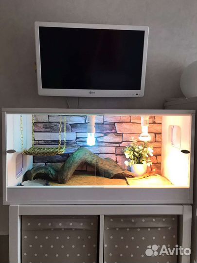 Бородатая агама