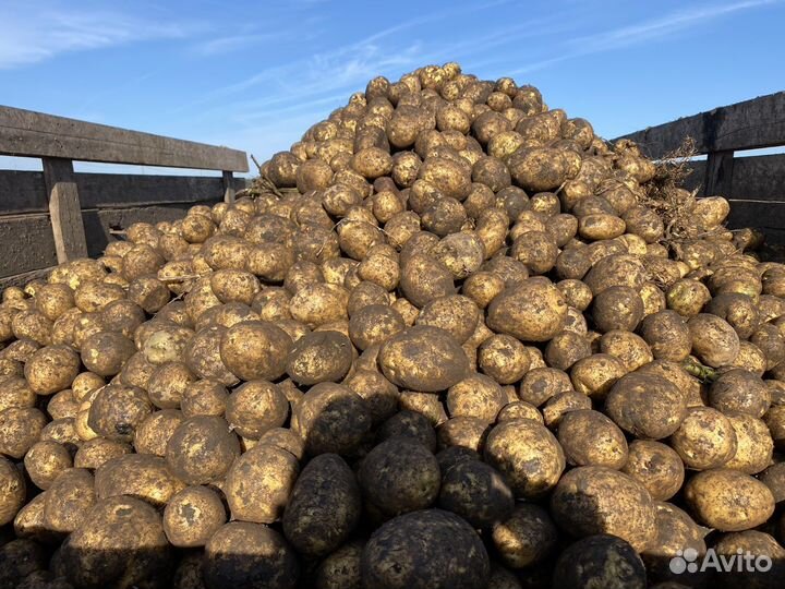 Крупный картофель сорт Гала