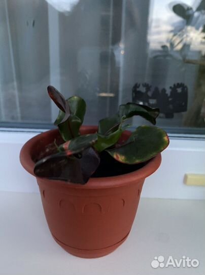 Комнатные цветы кротон