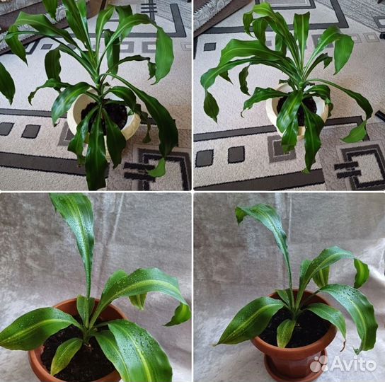 Пальма драцена