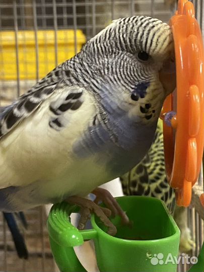 Птенцы волнистый попугай