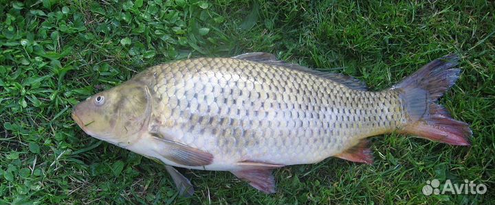 Карп зеркальный