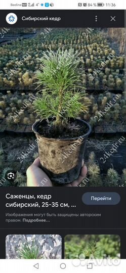 Саженци кедра