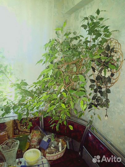 Монстера, герань, фикус на фото