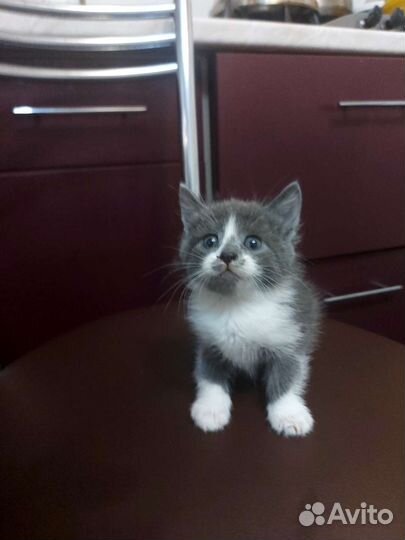 Кошка в дар