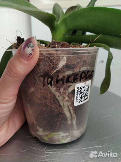 Орхидея фаленопсис оцветашки